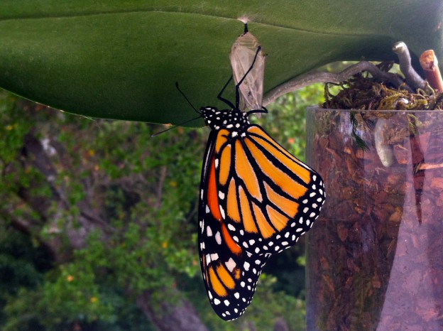 Newly hatched Monarch